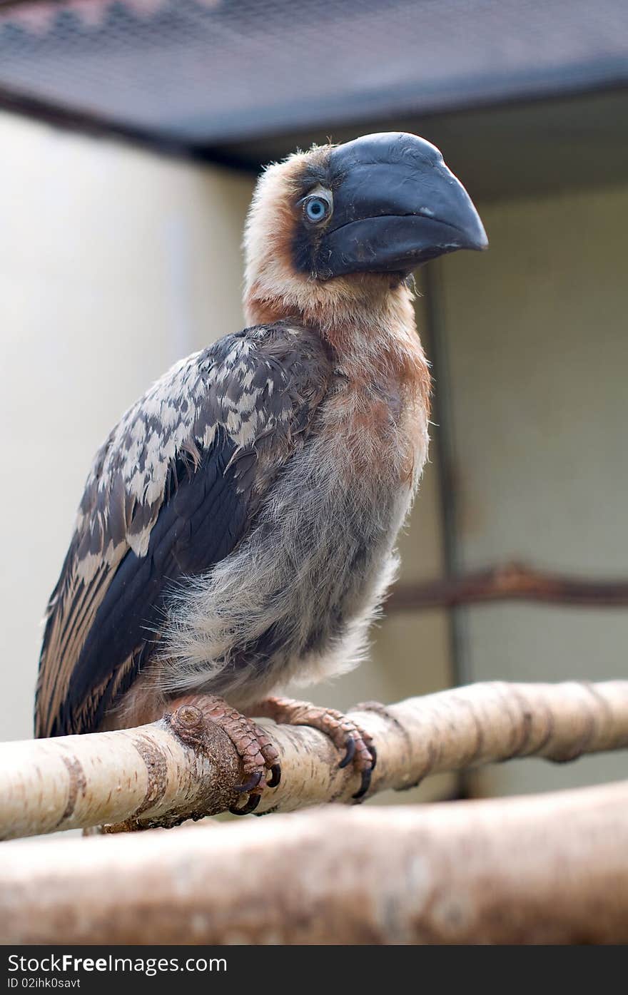 African Grey Hornbill on a tree