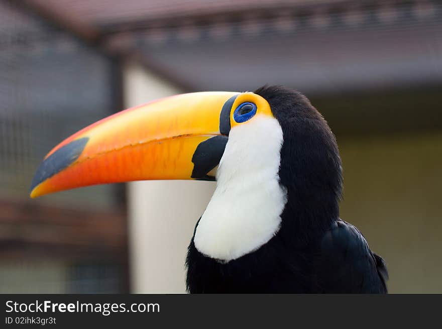 A beautiful Toucans. Ramphastidae. portrait