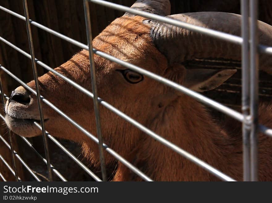 Goat behind a lattice.