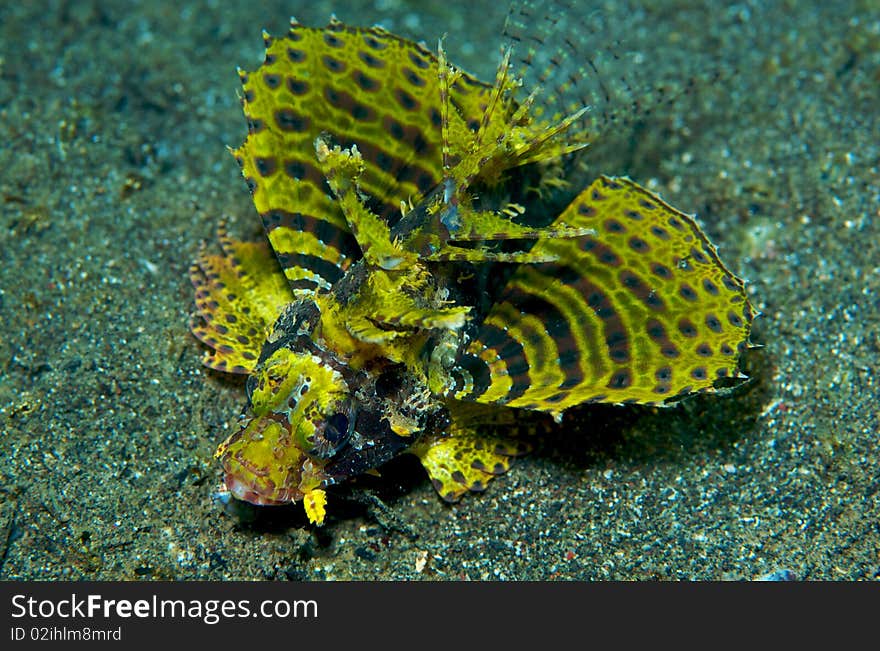 Fire Fish in Manado, Indonesia