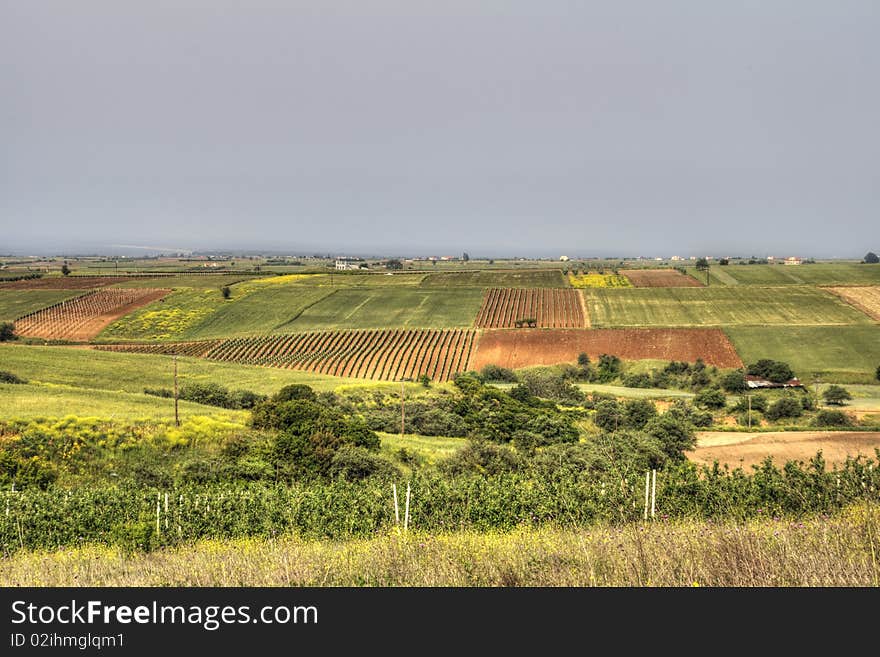 Wheat fields