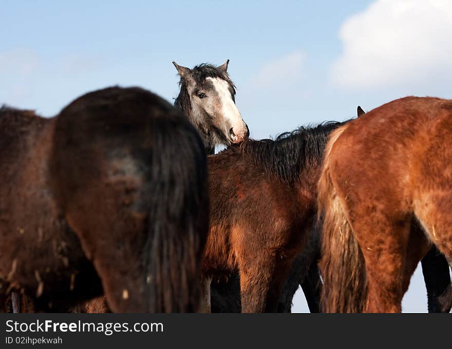 Wild Horses