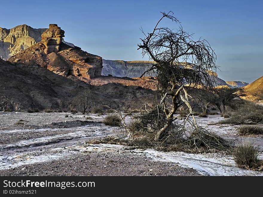 Snags of Timna Park