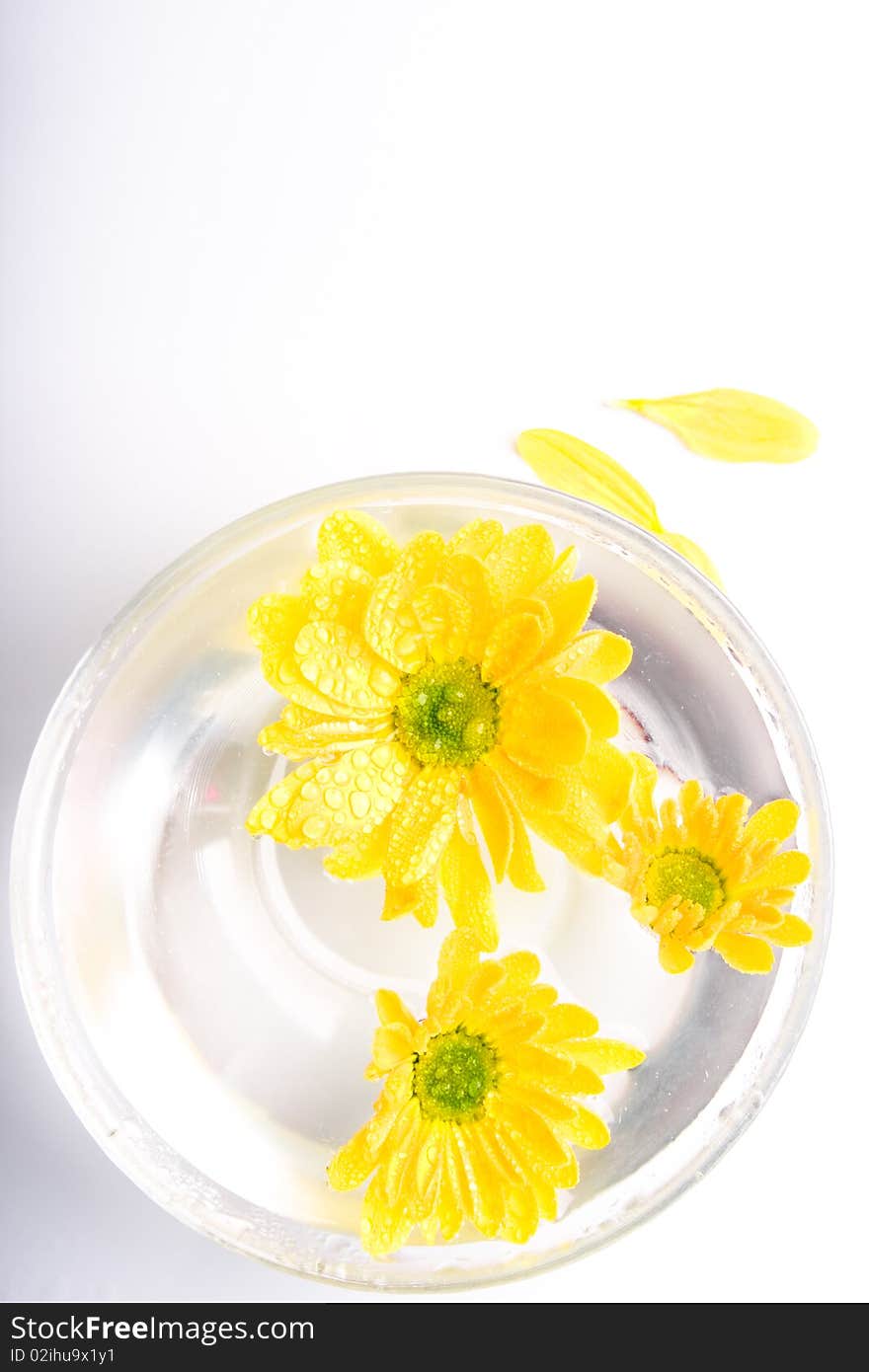 Yellow flowers in water