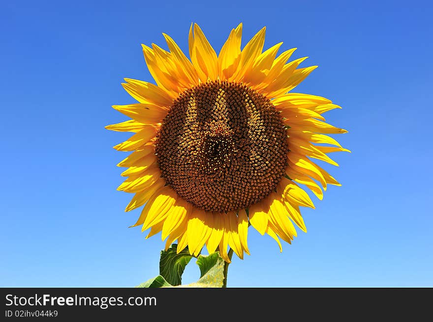 A sunflower alone and isolated. A sunflower alone and isolated