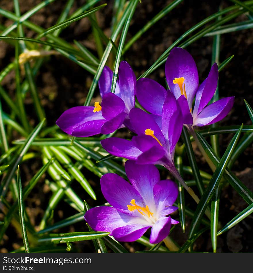 Violet crocuses