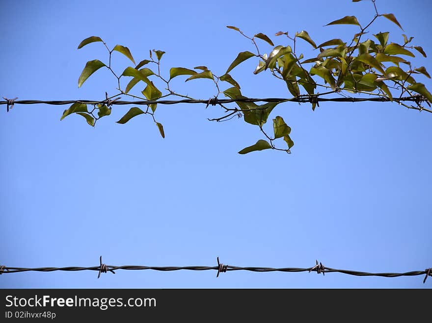 Green leaf plant wrapped around a 2 rowed barbed wire fence with light blue back ground. small pieces of sharply pointed wire twisted around the wire, fencing for a farm, great for borders. Green leaf plant wrapped around a 2 rowed barbed wire fence with light blue back ground. small pieces of sharply pointed wire twisted around the wire, fencing for a farm, great for borders.