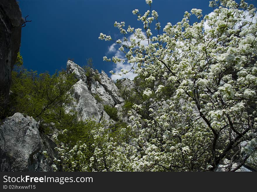 Trees blossoming