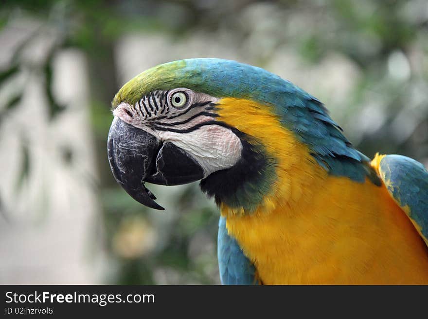 Blue and Gold Macaw