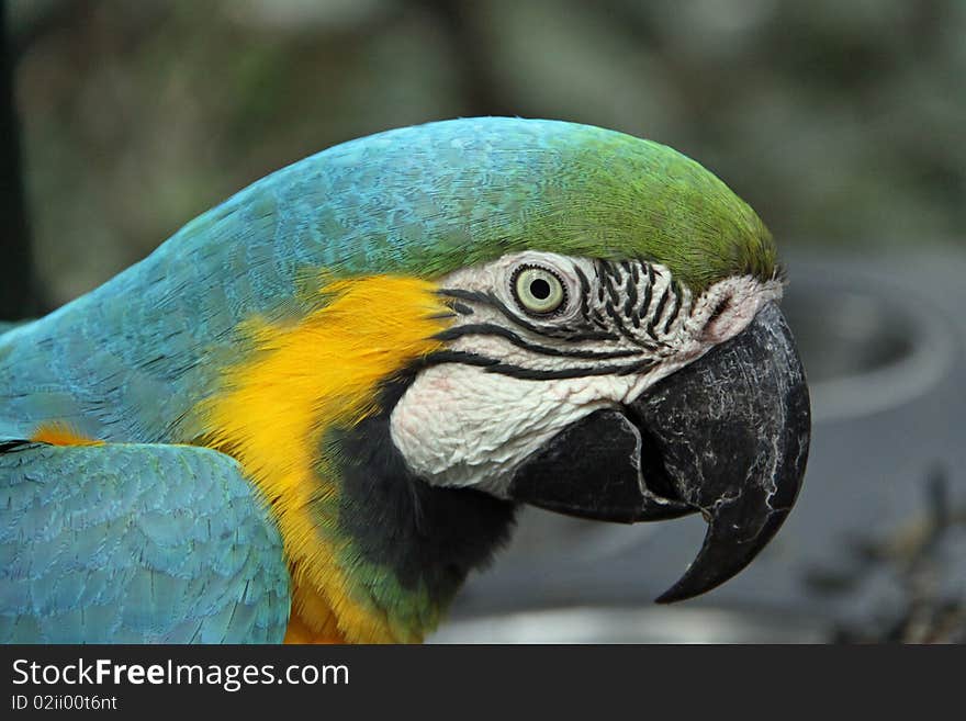 Blue and Gold Macaw