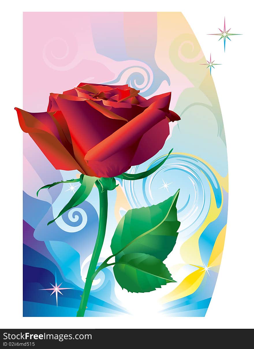 Red rose for postcard, for design. Red rose for postcard, for design