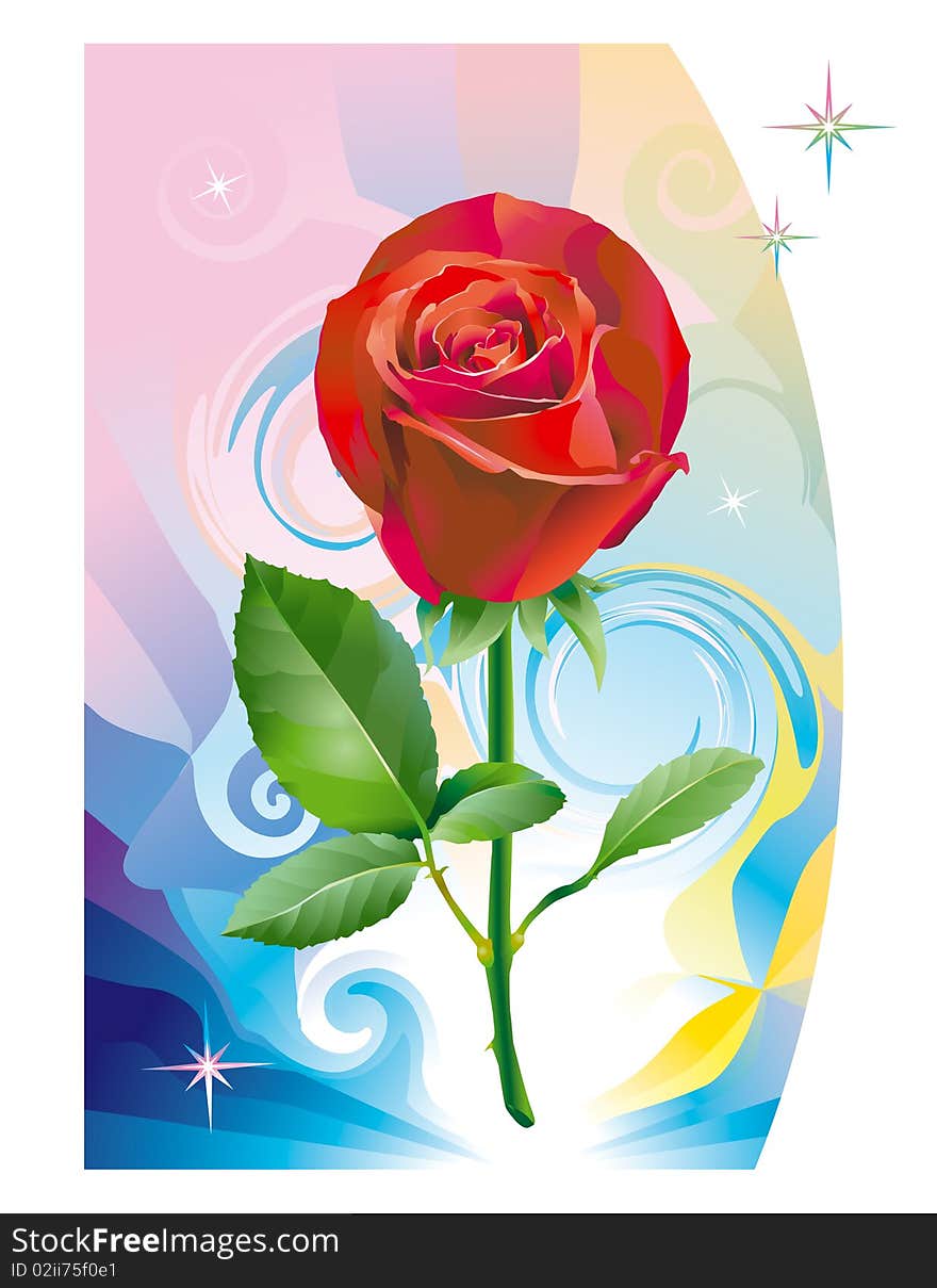 Red rose for postcard, for design. Red rose for postcard, for design