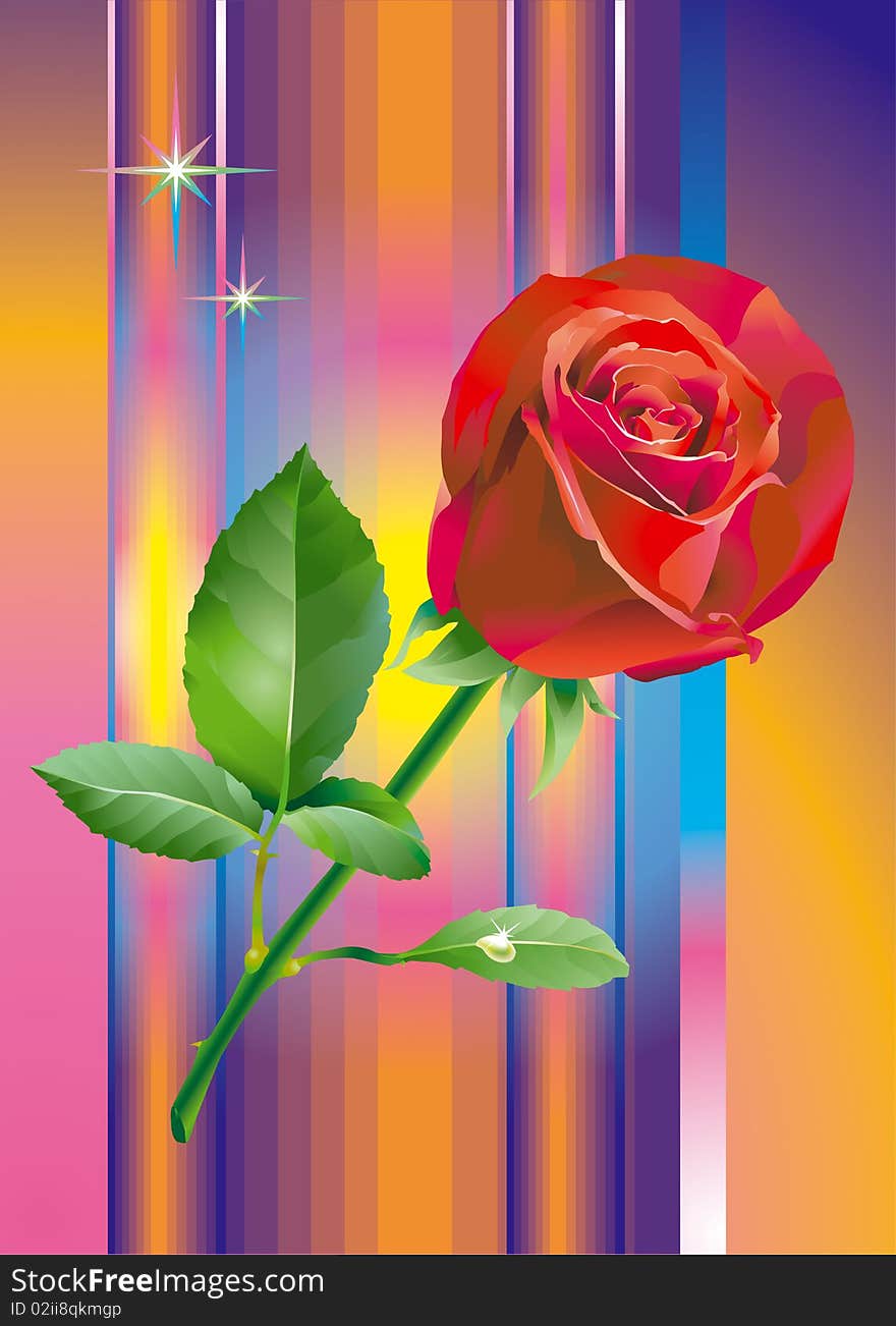 Red_rose_flower