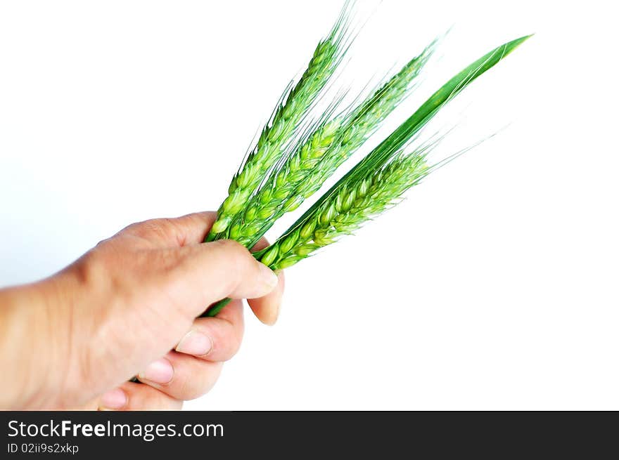 Wheat ears in hand