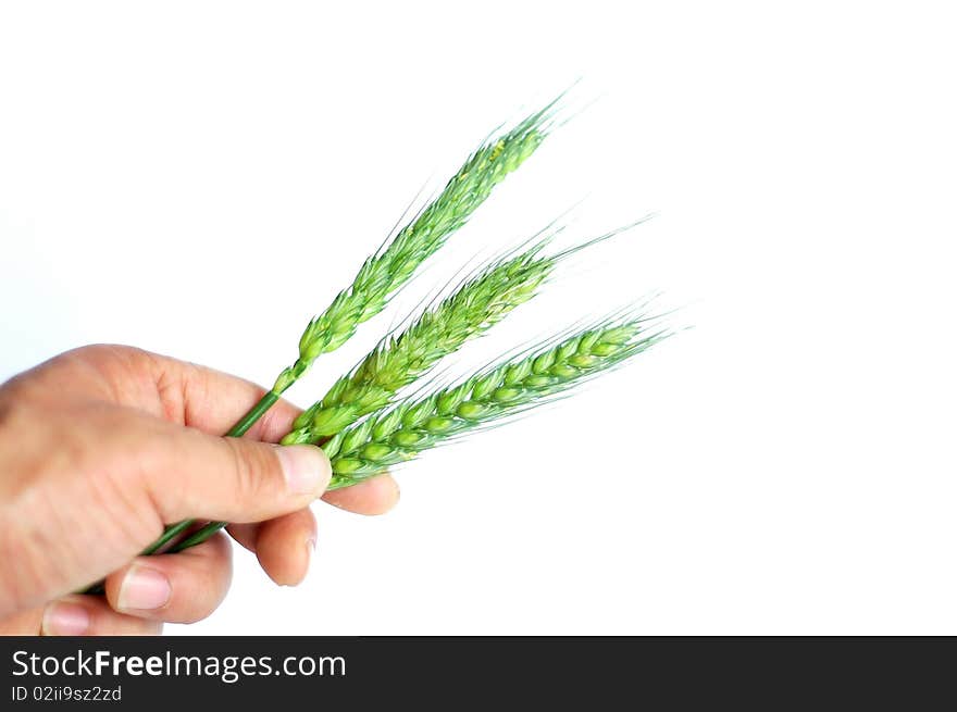 Wheat Ears In Hand