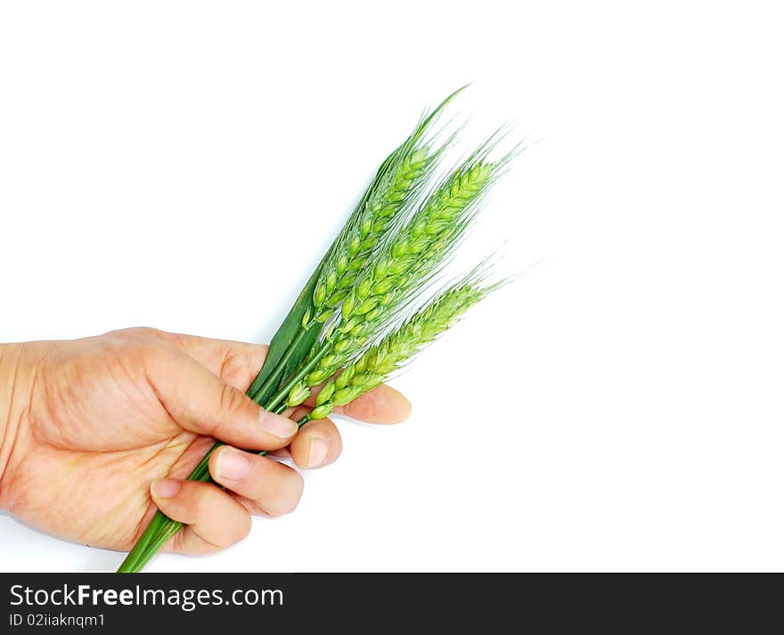 Green wheat ears in hand