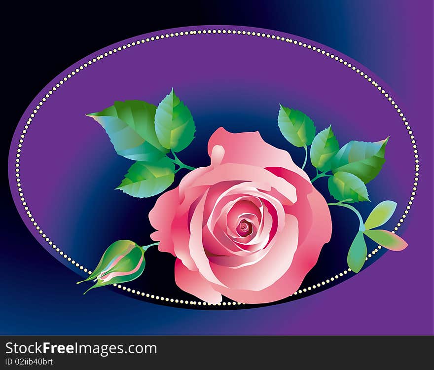 Pink rose for postcard, for design. Pink rose for postcard, for design