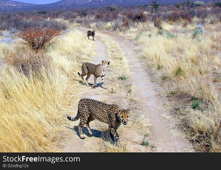 Wild Cheetahs