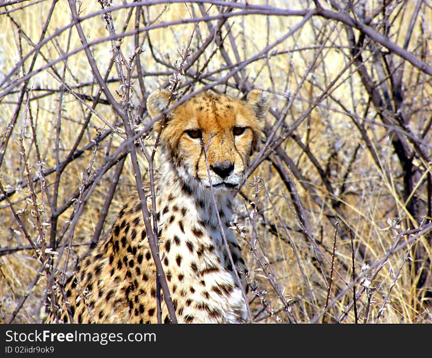 Wild Cheetah