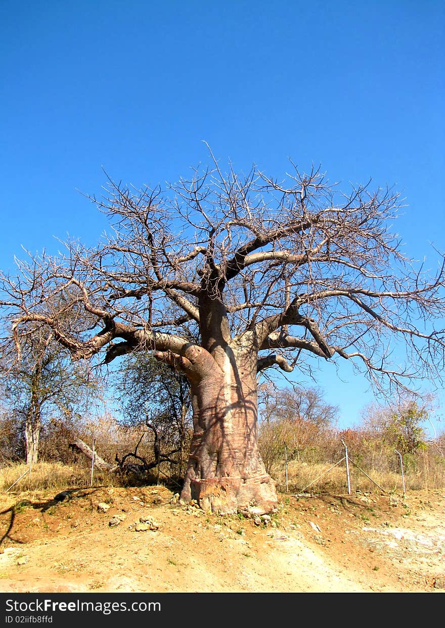 Large baobab tree in northern Botswana