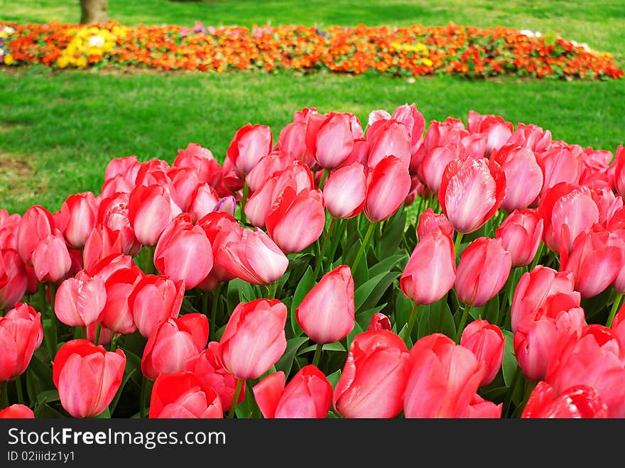 Red Tulip