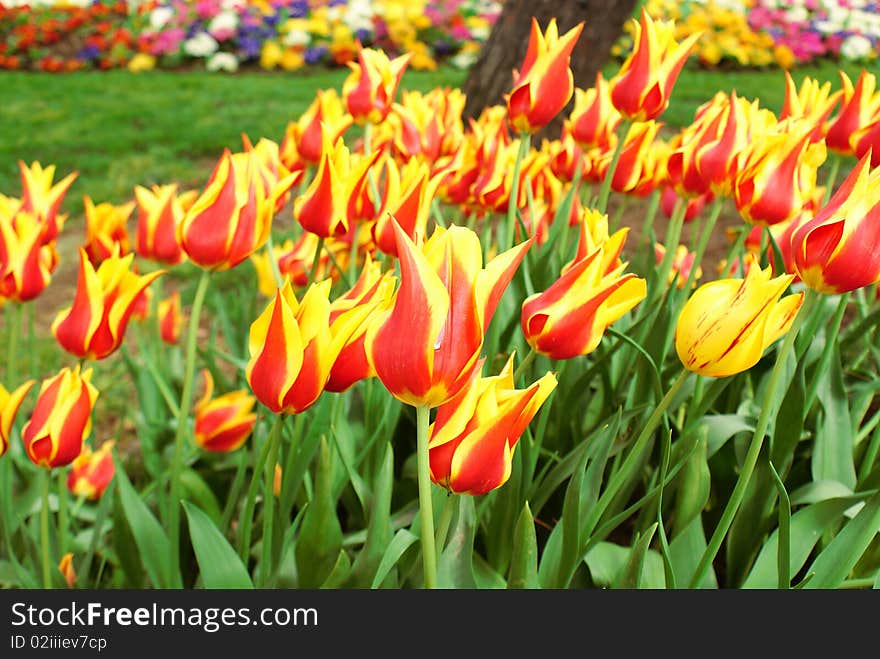 Close up on fresh tulips bouquet in warm sunlight. Close up on fresh tulips bouquet in warm sunlight