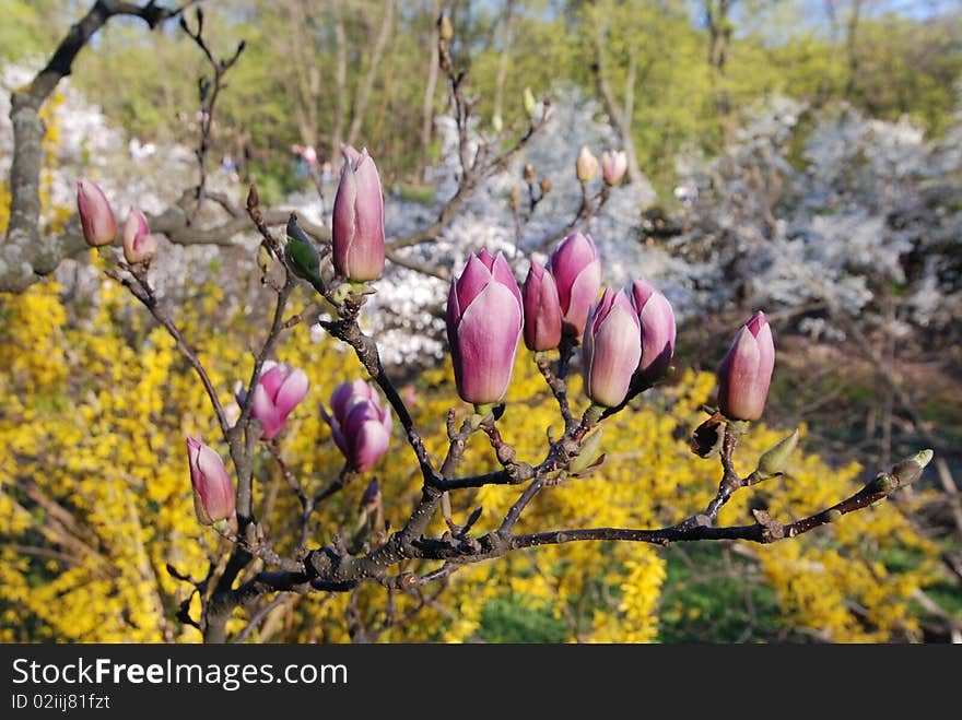 Pink Magnolia