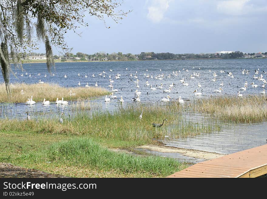 Shot of birds in the water