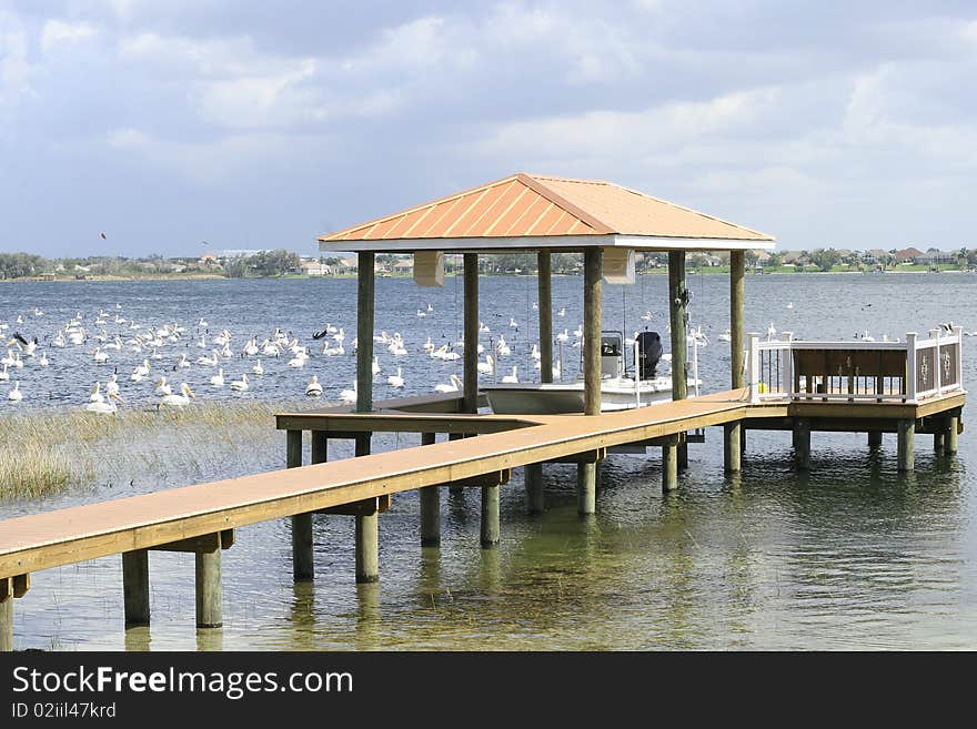 Shot of beautiful birds floating around dock