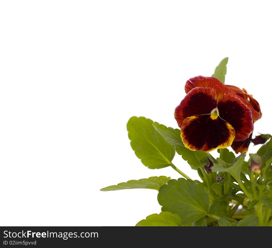 A flower on a white background