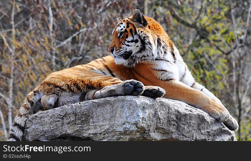 Tiger is reaching up to 3.3 metres (11 ft) in total length and weighing up to 300 kilograms (660 pounds),