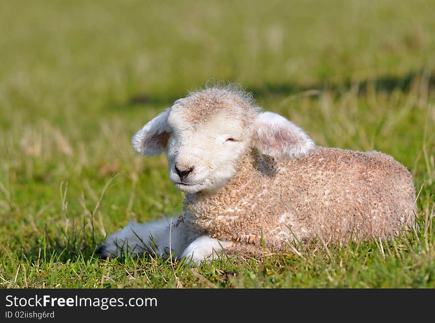 Lamb 1 Day Old