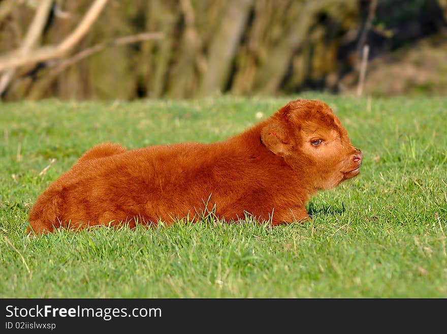 Cute calf of highland cattle