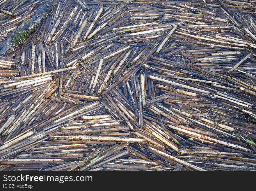 Reed on the bank of the russian river Volga