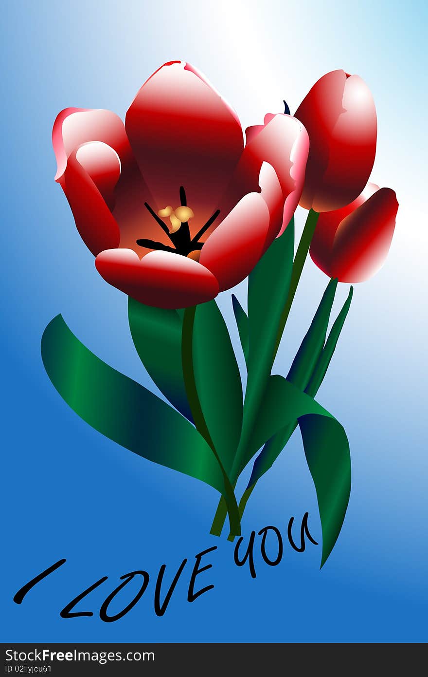 Beautifull red tulips isolated on a blue background