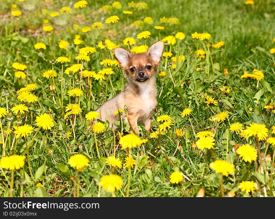 Charming puppy of the Chihuahua rests on field with dandelion. Charming puppy of the Chihuahua rests on field with dandelion