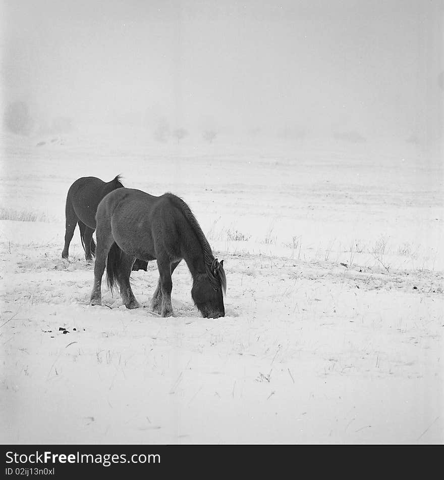 Some horses is feeding on glassland in snow,shooting in bashang of Hebei CHINA.