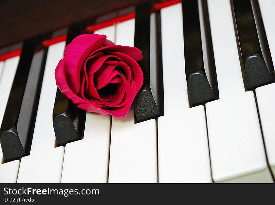 Closeup Of Rose On Piano Keyboard