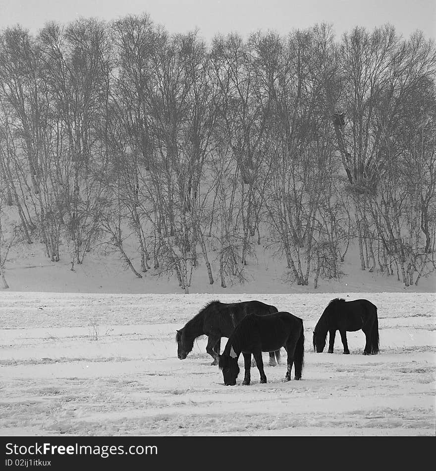 Some horses is feeding on glassland in snow,shooting in bashang of Hebei CHINA.