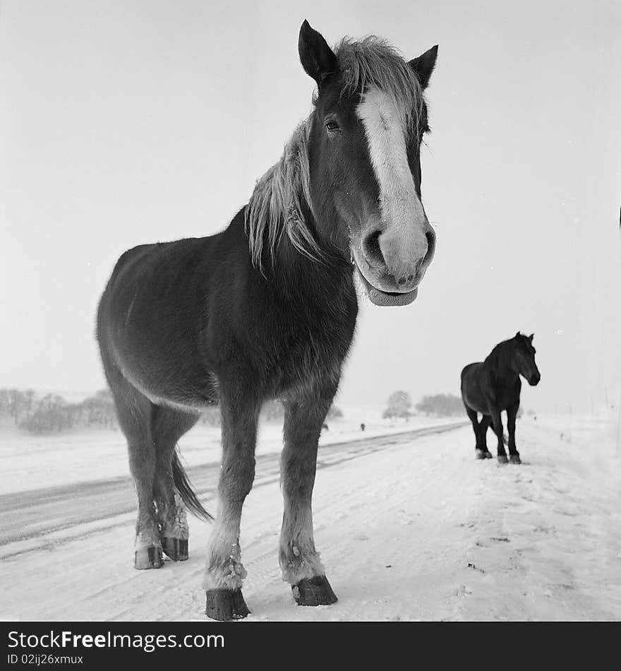 Some horses is feeding on glassland in snow,shooting in bashang of Hebei CHINA.