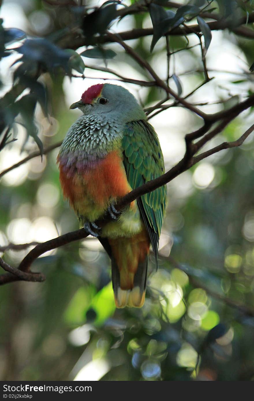 Lovely, fluffy, colourful bird perched pensive on a tree branch. Lovely, fluffy, colourful bird perched pensive on a tree branch.