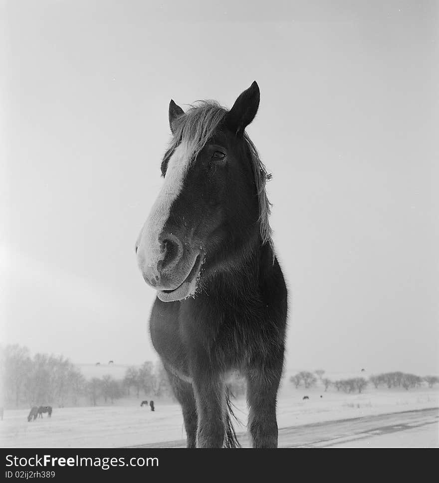 Some horses is feeding on glassland in snow,shooting in bashang of Hebei CHINA.