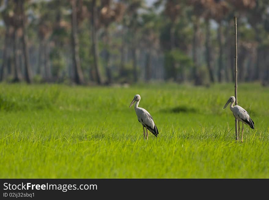 Rice field is where many lives is dependent on; both human and animals. Rice field is where many lives is dependent on; both human and animals.