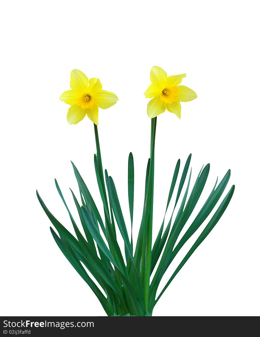 Two narcissuses