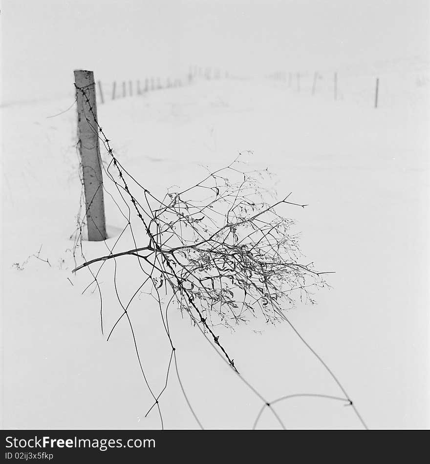 Broken Fence