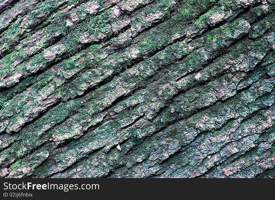 Close up of a tree in spring. Close up of a tree in spring