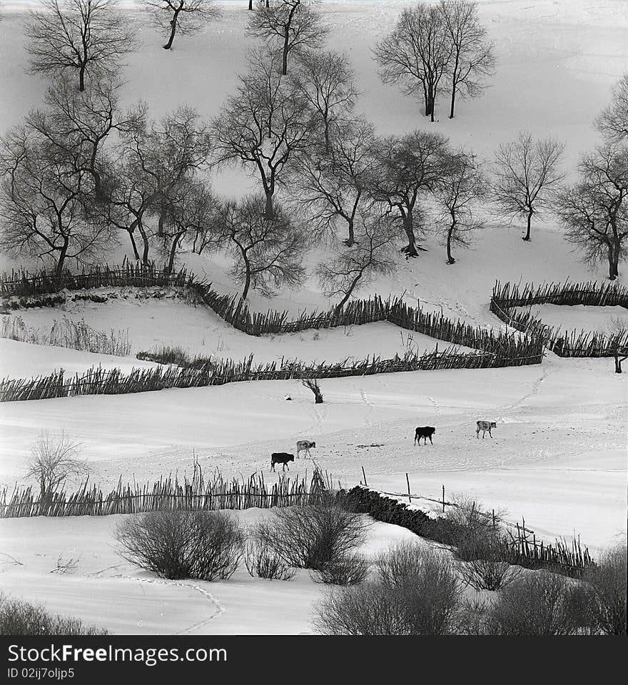 Winter forest with full of white birch ,shooting in bashang of Hebei CHINA. Winter forest with full of white birch ,shooting in bashang of Hebei CHINA.