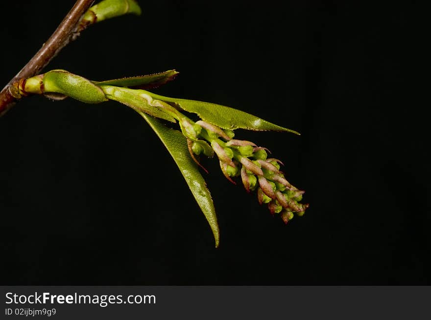 Buds, fruiting bodies (flowers) and new leaves sprouting on twig of black cherry tree (Prunus serotina), early spring, South Louisiana. Buds, fruiting bodies (flowers) and new leaves sprouting on twig of black cherry tree (Prunus serotina), early spring, South Louisiana.