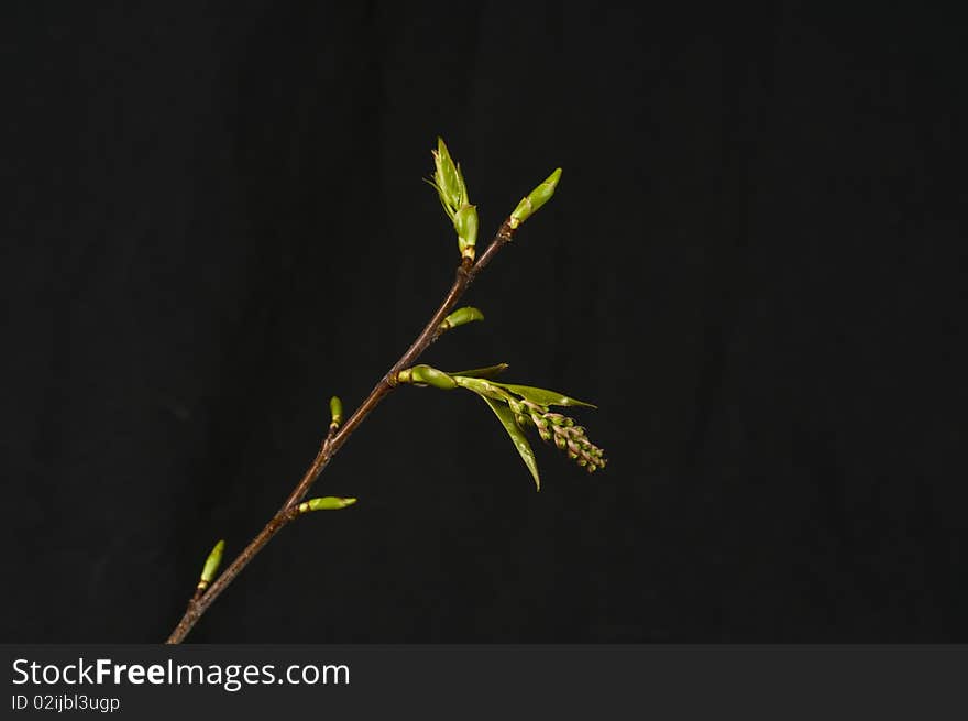 Buds, fruiting bodies (flowers) and new leaves sprouting on twig of black cherry tree (Prunus serotina), early spring, South Louisiana. Buds, fruiting bodies (flowers) and new leaves sprouting on twig of black cherry tree (Prunus serotina), early spring, South Louisiana.