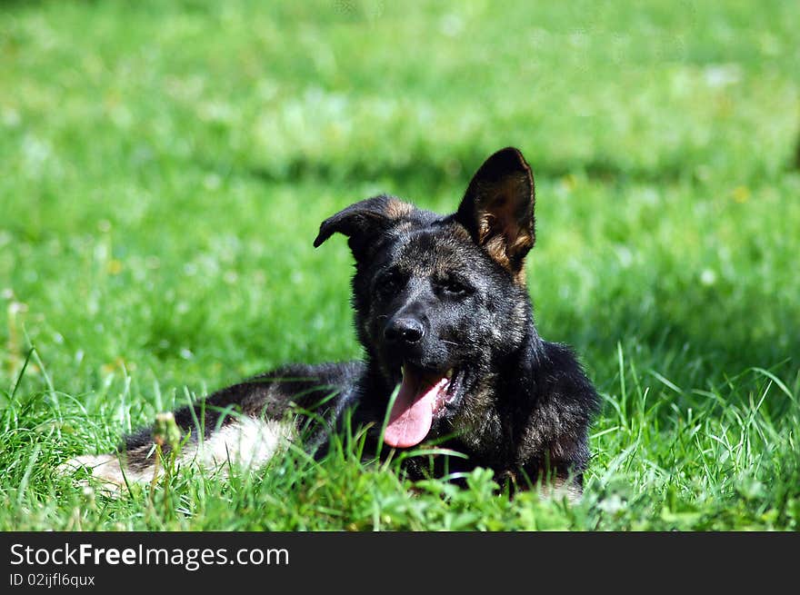 A young wolf dog lying in the grass. A young wolf dog lying in the grass